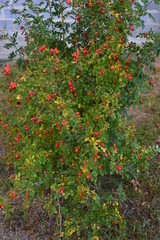 Red rosehip bush
