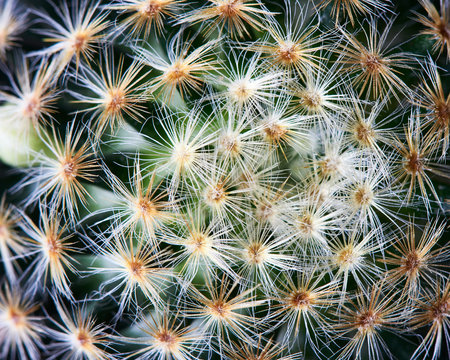 Close-up view of beautiful cactus