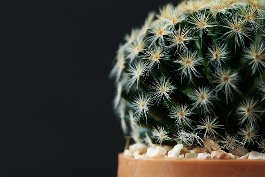 Close-up view of beautiful cactus
