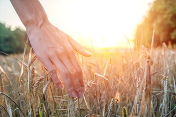A woman's hand touches the ears of wheat in a wheat field at sunset against the sky. photo with illumination