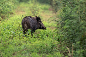 Wild boar walking in forest .Wildlife in natural habitat.