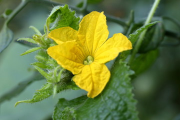 Blooming yellow cucumber flower in the garden