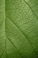 Tree green leaf close up, macro texture