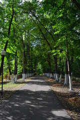 Path in the park 3 Vertical Photography