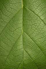 Tree green leaf close up, macro texture