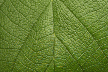 Tree green leaf close up, macro texture