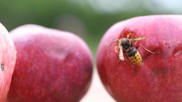Big european hornet eating ripe sweet tasty apple. Wasp feeding with fruit. Insect spoiling harvest