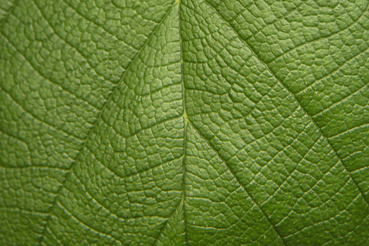 Tree Green Leaf Close Up, Macro Texture