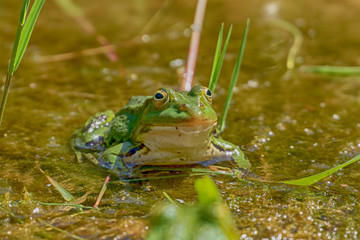 Frog posing for the camera and smiling