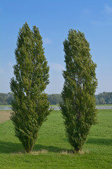 Pyramiden-Pappel (Populus nigra italica) am Rhein,Rheinland,Deutschland