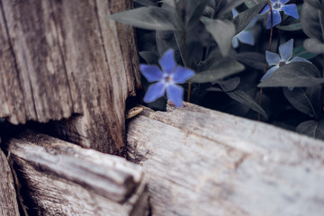 Little lizard smelling a blue flower