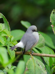 Cute grey bird perching in natural habitat
