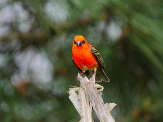 Red Cardinal bird perching in natural habitat
