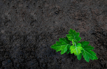Small tree plant growing on soil in the garden. Saving world environment concept.