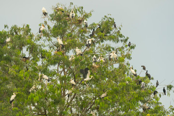 Group of birds nesting on top of the tree in Bueng Boraphet Lake in Nakhorn Sawan, Thailand