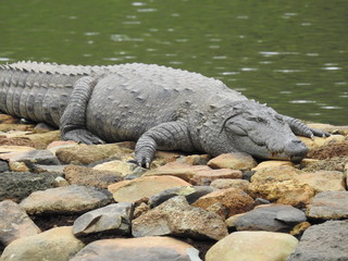 Crocodile
