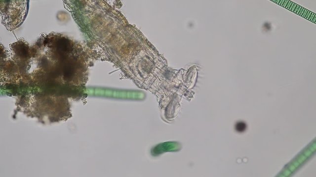 Rotifer under the microscope for education in Lab.