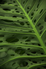 Fototapeta na wymiar Texture tropical palm leaf Monstera with dew drops close up, detail