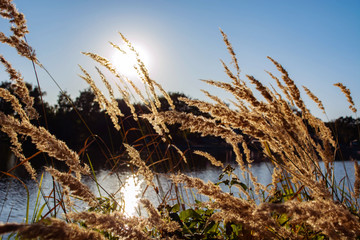 spikelets of ripe reed on the river against the background of water