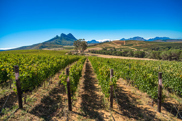 Fototapeta na wymiar Beautiful landscape of Cape Winelands, wine growing region in South Africa