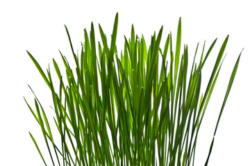 Green grass with dew isolated on white background