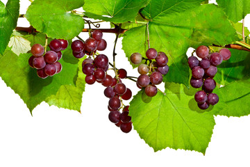 Bunch of red grapes on white background