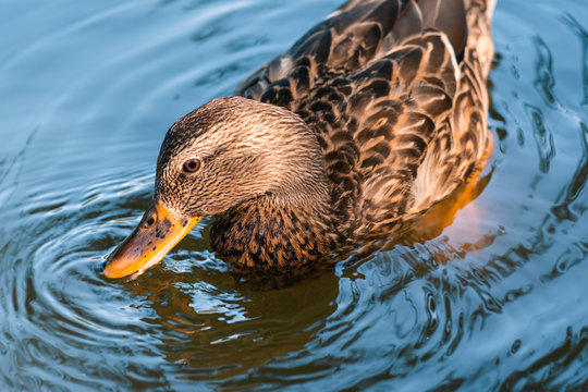 duck in water nature lake drinking yellow life animal bird baby 