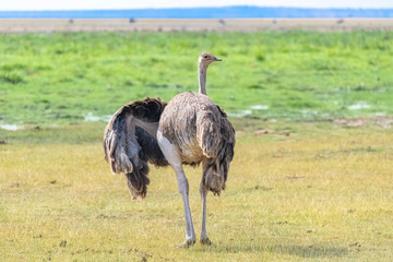 ostrich, male, Rhea americana, bird eating in a field in Tanzania