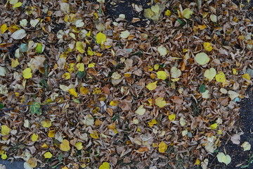 Dry Leaves on a Snake Autumn