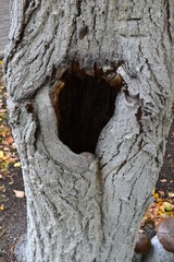 Fototapeta premium Hollow in a tree Vertical Photography