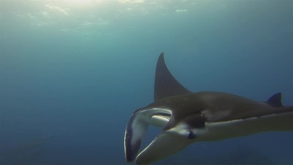 Large Manta Ray Swimming Close Up With Manta In Background Over Coral  Reef In Blue Sea Water & Sunlit Sea Surface. Underwater Wide Angle View Of Pelagic Filter Feeders Marine Life