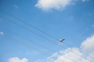 European Turtle Dove, also called streptopelia turtur, sitting and standing on an electrical powerline cable. The turtle dove is one of the most iconic birds in Europe