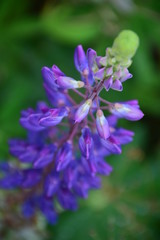 purple flower