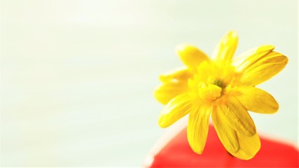 Fototapeta premium small yellow wild flower in red vase, macro photo, selective focus
