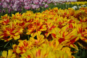Yellow and red tulips in a field in Holland with pink tulips in the background