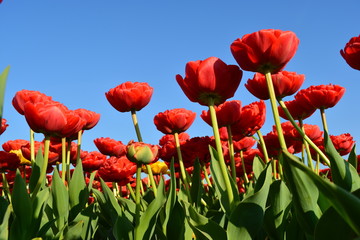 Naklejka premium A shot underneath of red tulips in a field in Holland