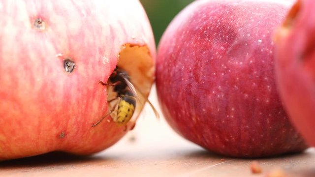 Big european hornet eating ripe sweet tasty apple. Wasp feeding with fruit. Insect spoiling harvest