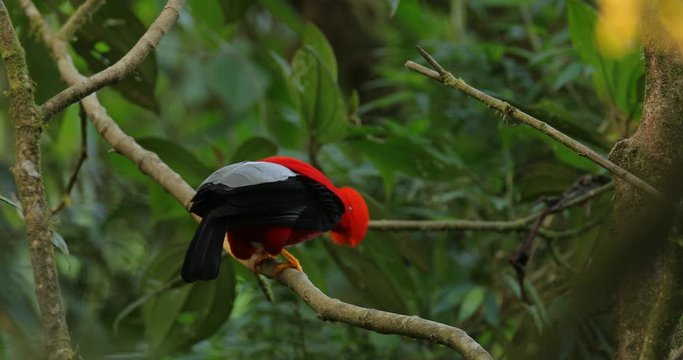 Cock-of-The-Rock Rupicola peruvianus, bright red bird with fan-shaped crest perched on branch, environment of tropical rainforest, Mindo, Ecuador. National bird of Peru. Wildlife nature.
