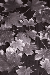 background autumn tree leaves on dark wooden