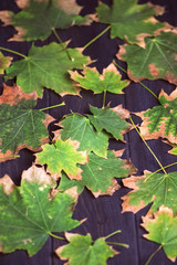 background autumn tree leaves on dark wooden