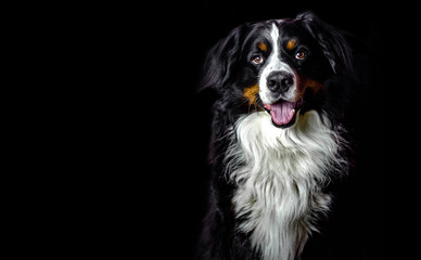 Adult male bernese mountain dog on dark black background with copy space for your text