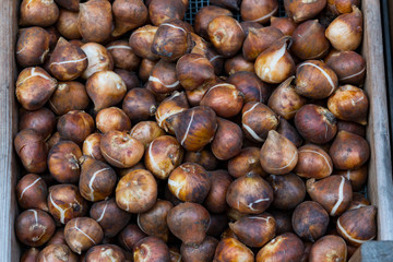 heap brown tulips bulbs 