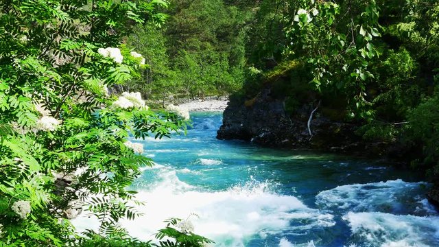White flowers on a tree watch as a cascading mountain stream rushes down through a tree lined rock gorge from a distant mountian on a sunny summer day in Norway. Subtle zoom out.