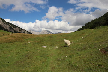 Fototapeta premium schafe auf einer wiese in den Bergen symbolisiert regionale Landwirtschaft