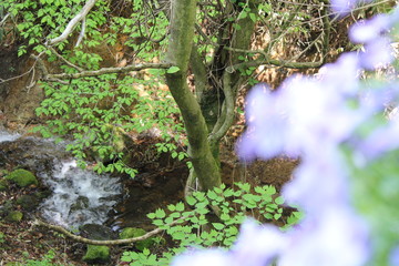 清流の中の花