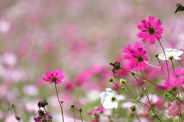コスモスの風景