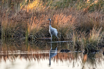 kranich bei sonnenuntergang