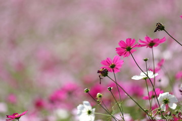 コスモスの風景