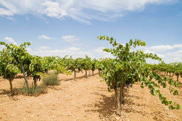 Fototapeta na wymiar Vineyard in La Mancha, Spain