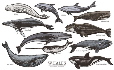 Whales color sketch set. Big collection of different hand drawn whales and dolphins in engraving style. Zoological illustration of ocean mammals © alexrockheart